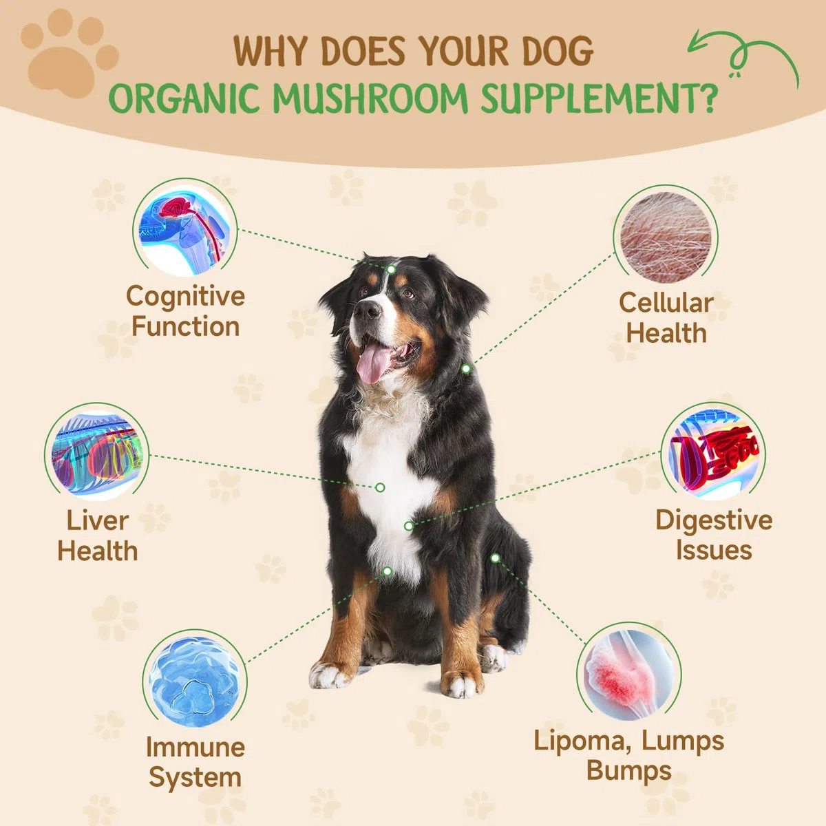 9 en 1 Hongos para Perros - Suplemento de Hongos para Perros - Sistema digestivo, Piel, articulaciones, Sistema inmunológico - con 9 Hongos - Sabor a Pollo asado