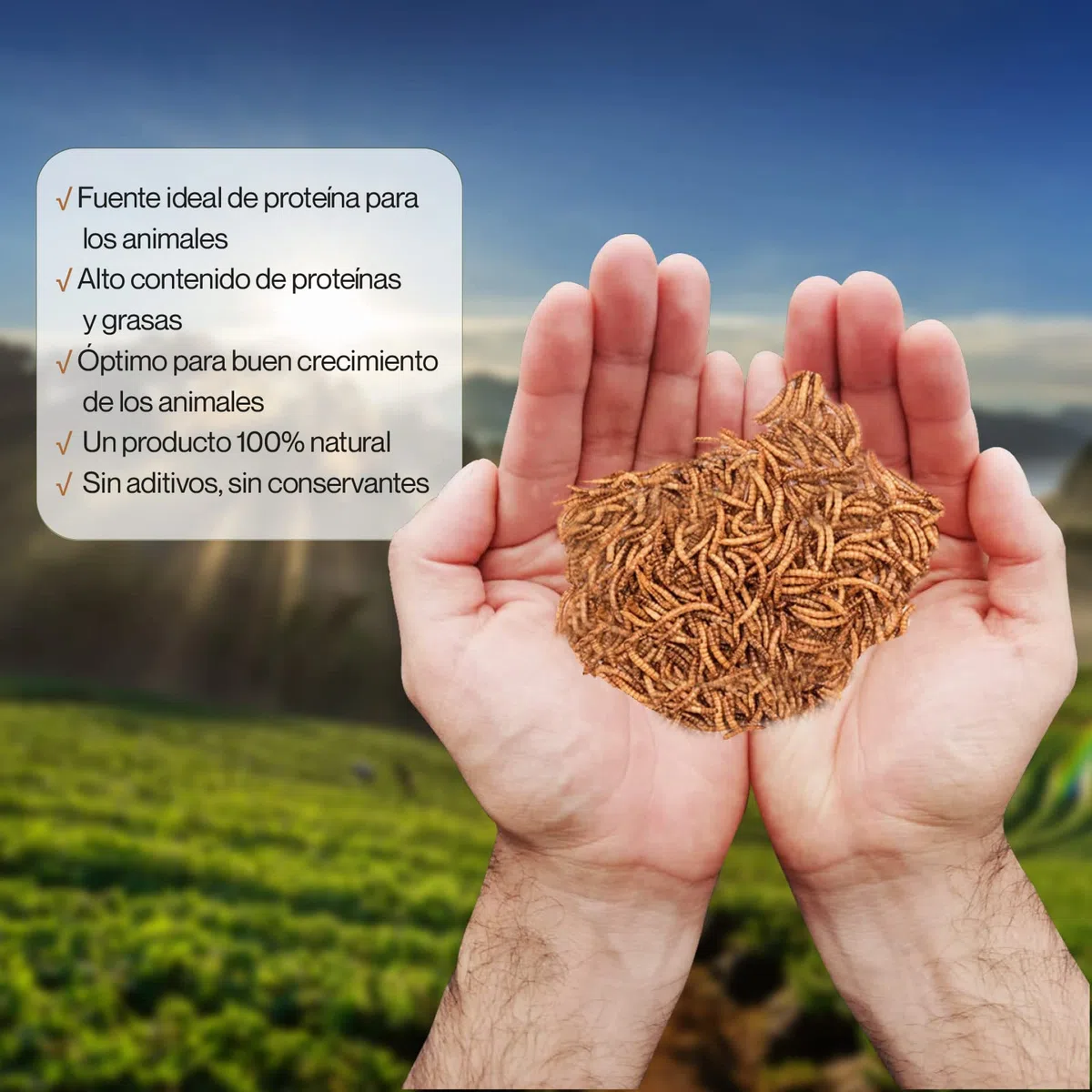 Detox Organica Gusanos de la Harina 800g – Gusanos de la Harina Deshidratados 5L – Gusanos para pájaros disecados – 100% Natural