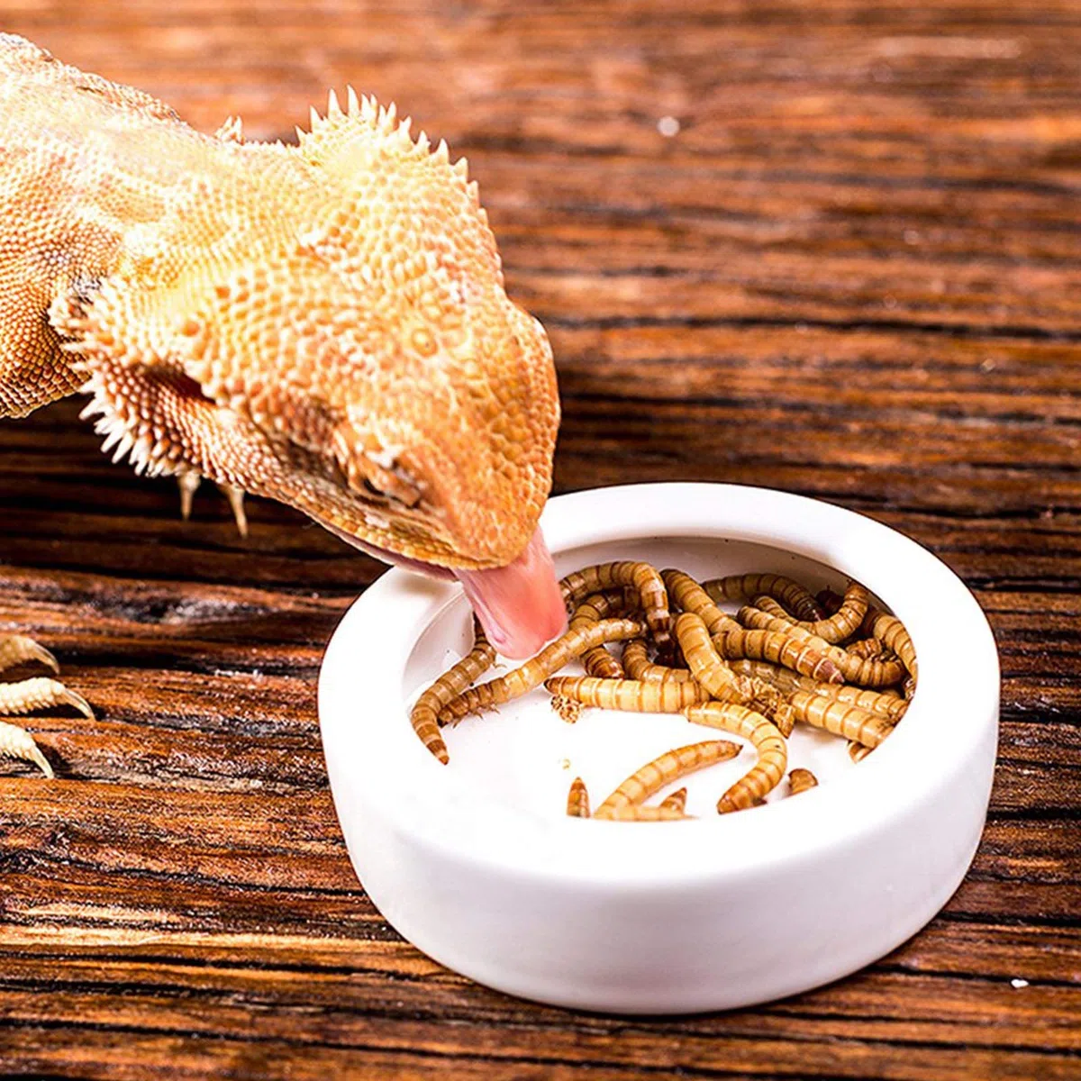 EMSea Juego de 2 cuencos para reptiles gusanos con borde curvado de cerámica a prueba de escaparate de lagarto de 2,8 pulgadas, color blanco insípido, suave para cangrejos de araña Gecko
