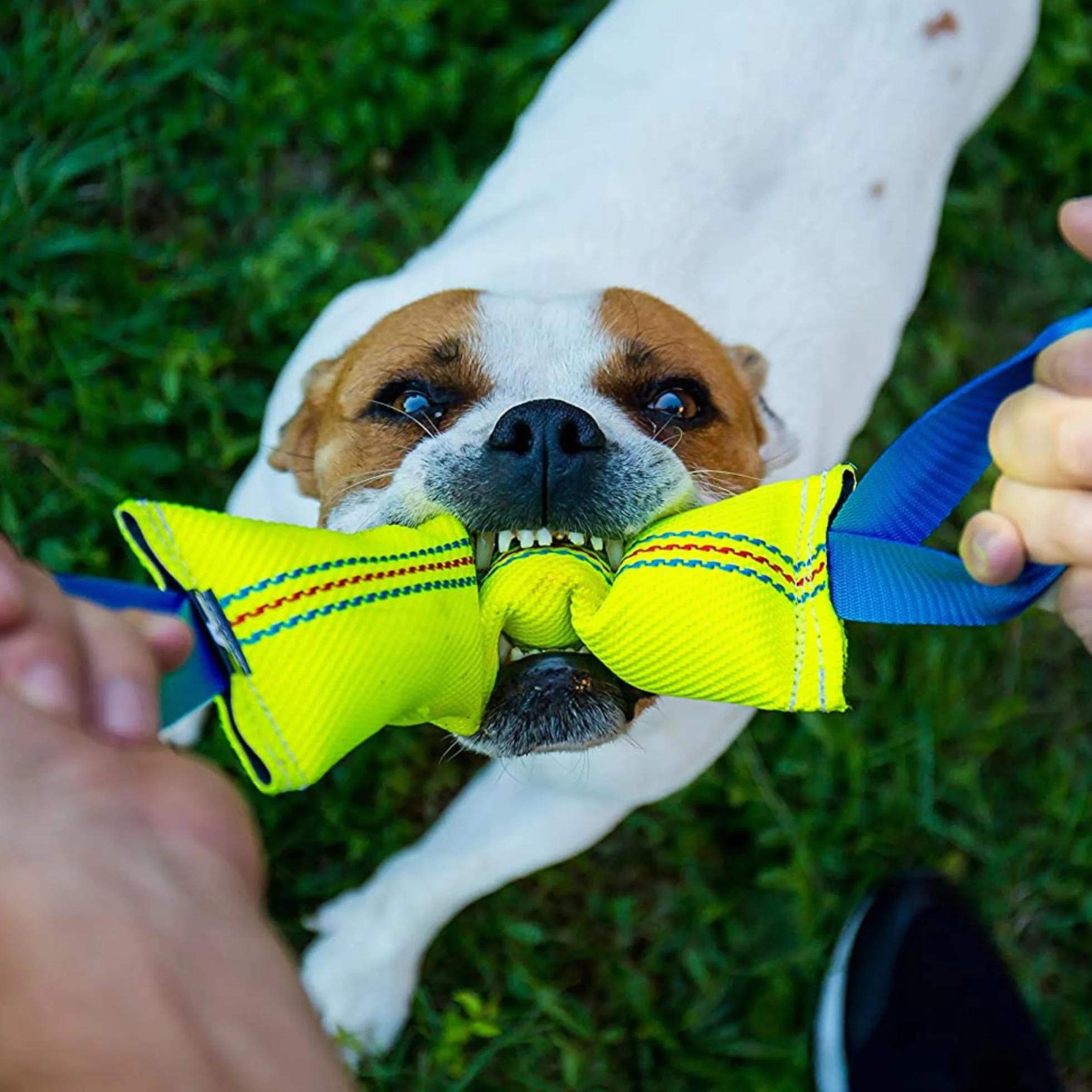 Bull Fit Mordedor para Perros 30 cm con Asa – Mordedor Perro Resistente de Manguera de Bomberos para Entrenamiento K9 y Tira y Afloja - Juguete Flotante, Amarillo