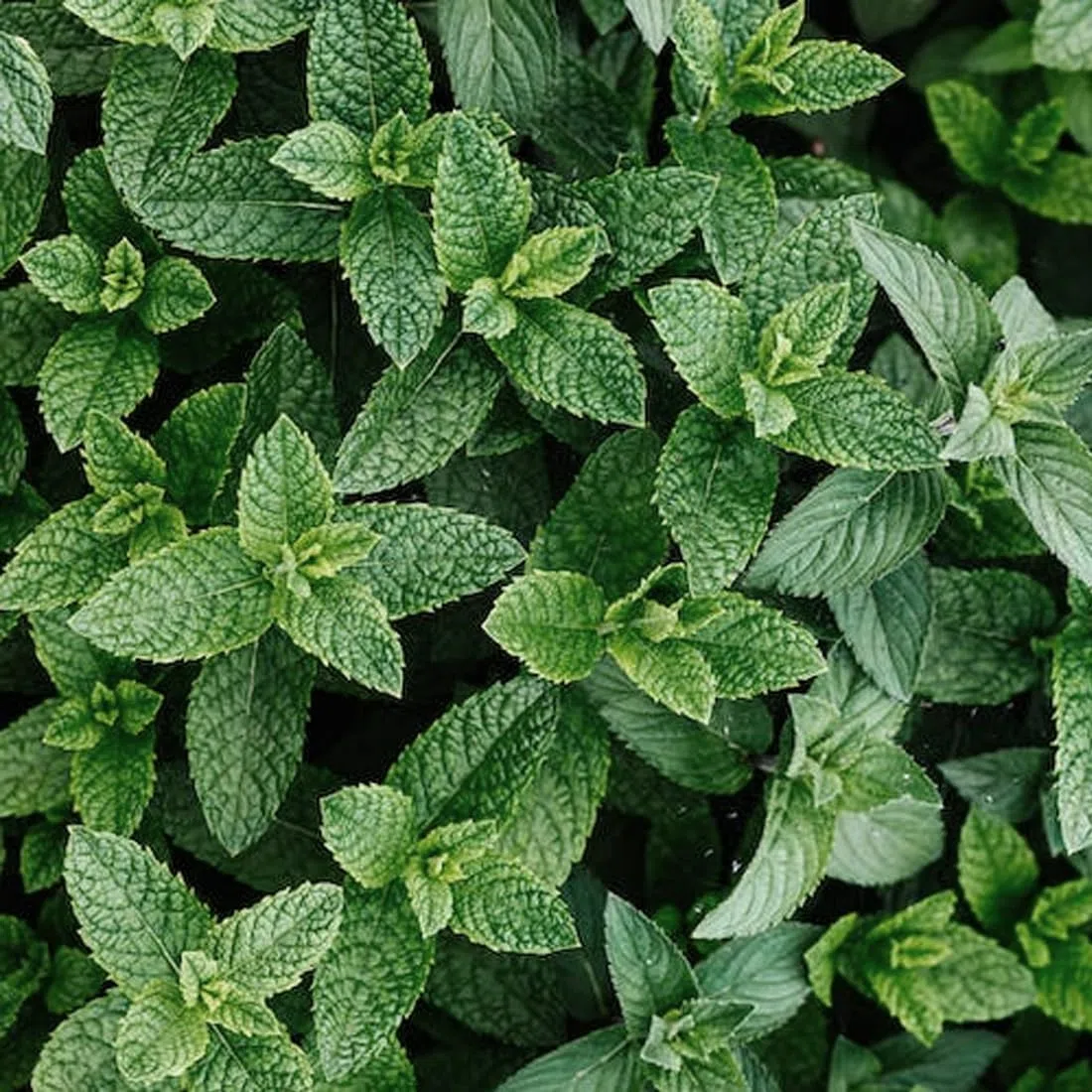 Máscara de Menta - Mascarilla para Perros - 250 ml - Mascarilla acondicionadora para Perros y Gatos: Nutrición y vitalidad con Menta y Vitamina B6 - Acción Reparadora - IV San Bernard