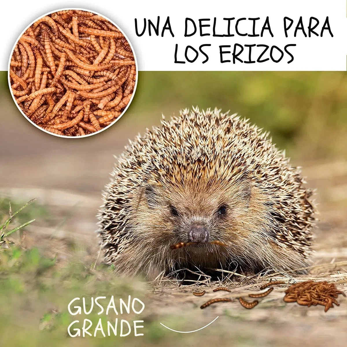Detox Organica Gusanos de la Harina 800g – Gusanos de la Harina Deshidratados 5L – Gusanos para pájaros disecados – 100% Natural