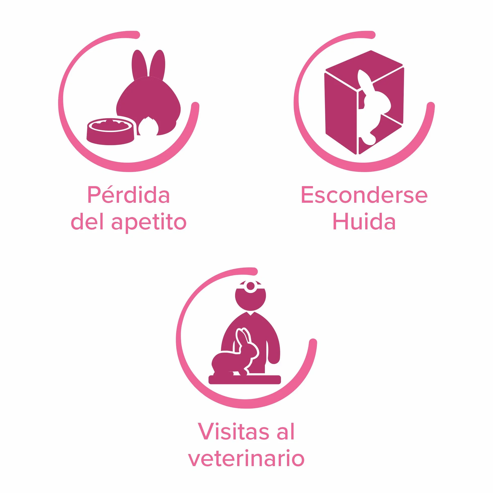 Beaphar - RabbitComfort - Spray Calmante con Feromonas para Conejos - Reduce el Estrés y los Problemas de Comportamiento – para Viajes y Visitas al Veterinario - 30 ml