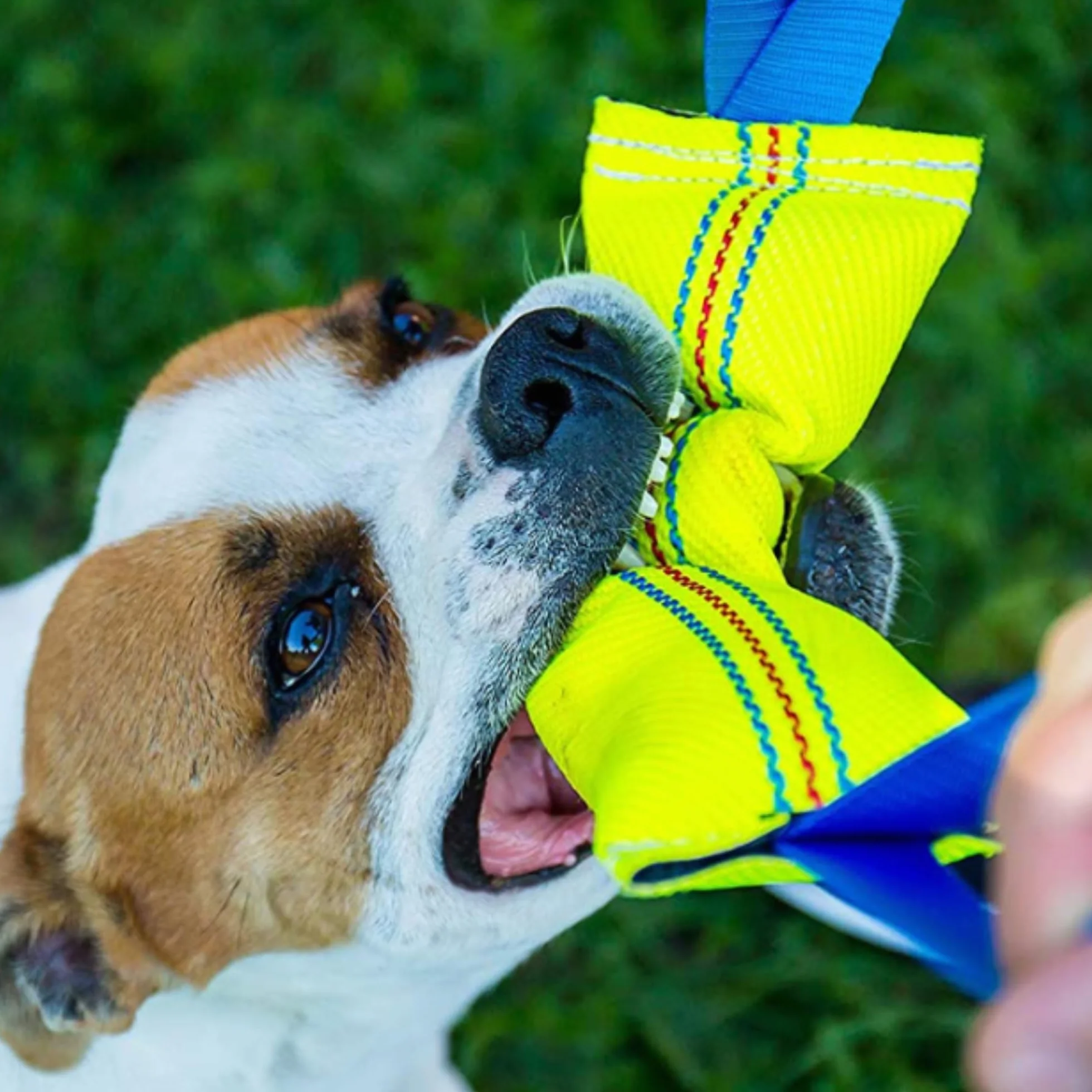 Bull Fit Mordedor para Perros 30 cm con Asa – Mordedor Perro Resistente de Manguera de Bomberos para Entrenamiento K9 y Tira y Afloja - Juguete Flotante, Amarillo