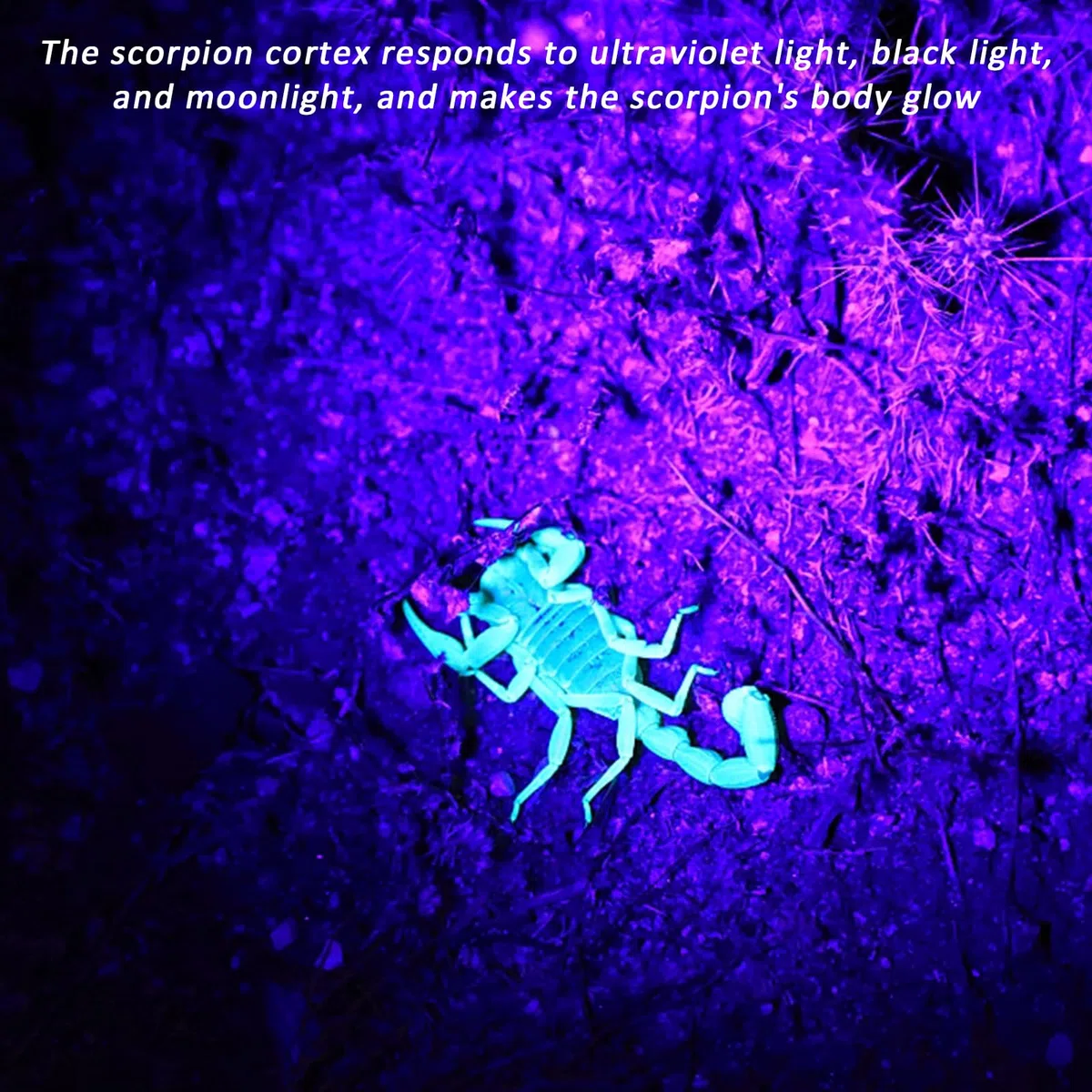 GOMETY 8 linternas UV, mini lámpara de luz negra con 9 LED, linterna de luz negra, lámpara de mano, lámpara de luz negra, mini lámpara UV, detector de orina para perros y gatos, billetes de banco