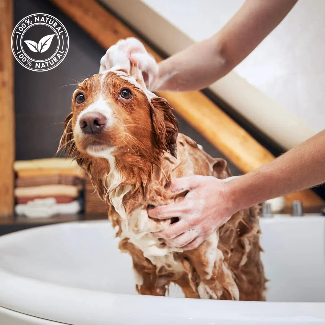 Máscara de Menta - Mascarilla para Perros - 250 ml - Mascarilla acondicionadora para Perros y Gatos: Nutrición y vitalidad con Menta y Vitamina B6 - Acción Reparadora - IV San Bernard