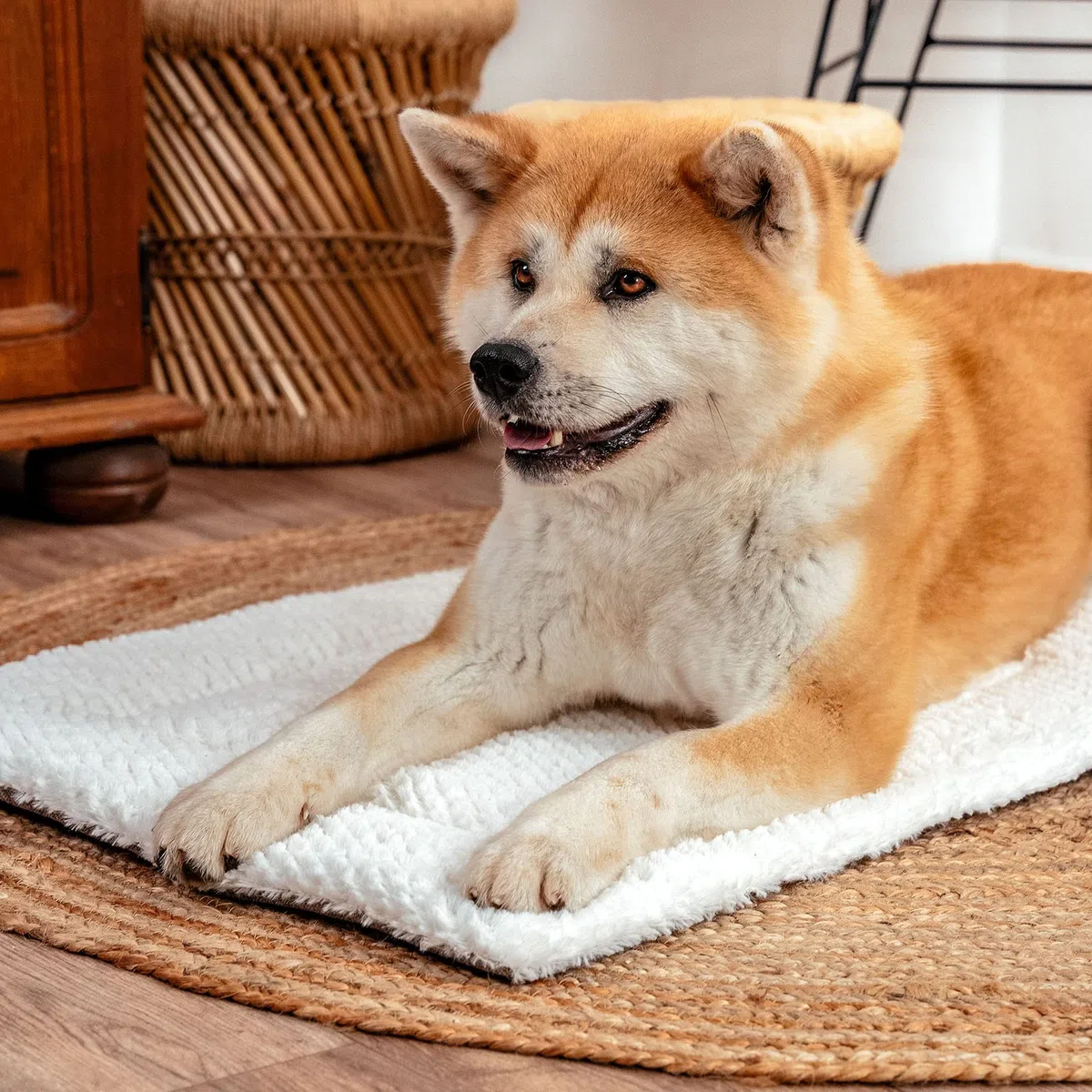 lionto Manta Reversible cálida para Perros y Gatos, Manta Acolchada Lavable con Lado Resistente y Esponjoso, 75 x 55 cm, Alfombrilla higiénica con protección contra el frío para Mascotas de Todos los