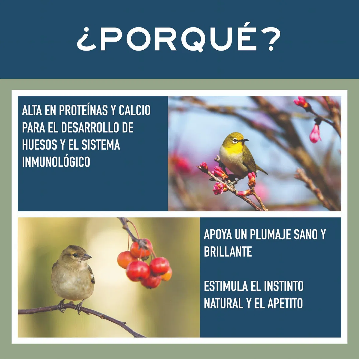 Larvas de Black Soldier Fly Deshidratadas para Pájaros – 1kg – Alto en Calcio y Proteína – Snack Natural y Sostenible