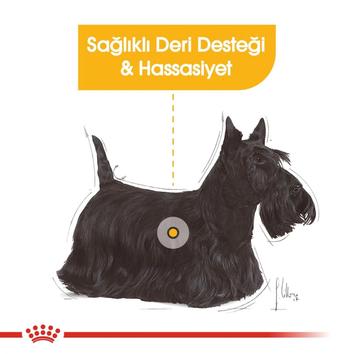 ROYAL CANIN DERMACOMFORT Mousse | 12 x 85 g | Comida húmeda para Perros Adultos a Partir de 10 Meses de Edad | para Pieles sensibles | con ácidos grasos Omega-3 y -6